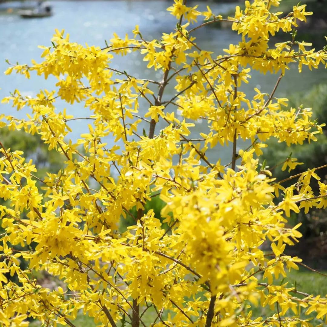 Forsythia Live Plant in Pot, 6–10 Inch Tall