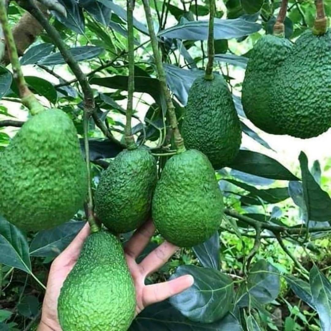 HASS Avocado Tree Live Plant, 2-3 Feet Tall, Avocado Fruit Tree in 3 Gallon Pot for Patio, Container, and Outdoor Garden Growing