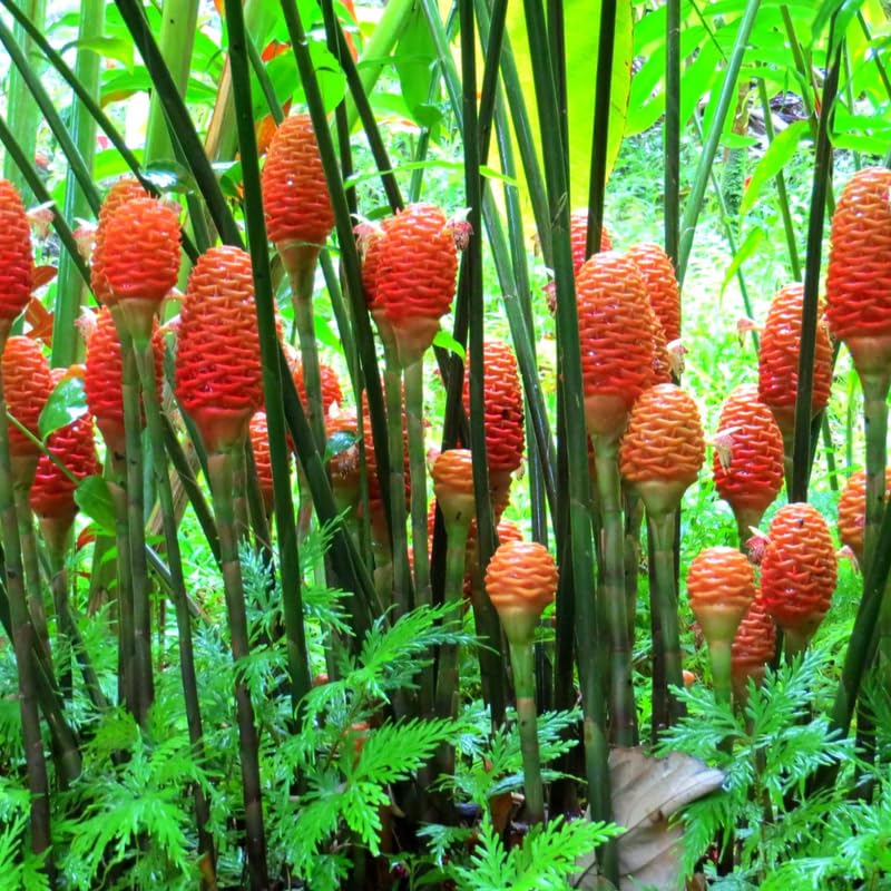 Ginger Curcuma Live Plant for Outdoor Planting, Very Hardy, Herbs Plants Perennial for Zones 8 to 11, Size 5-9" in Tall, No Pot, Shampoo Ginger Red Color