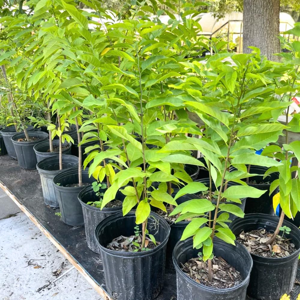2-3' Tall Sugar Apple Tree Live Plant, Tropical Annona Squamosa Sugar Apple Fruit Plant, in 3 Gallon Pot, No Ship to CA