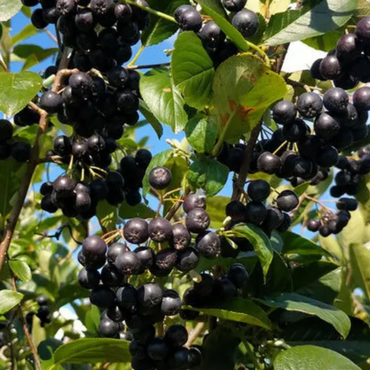 Black Chokeberry Plant Live 6-12 Inch Tall