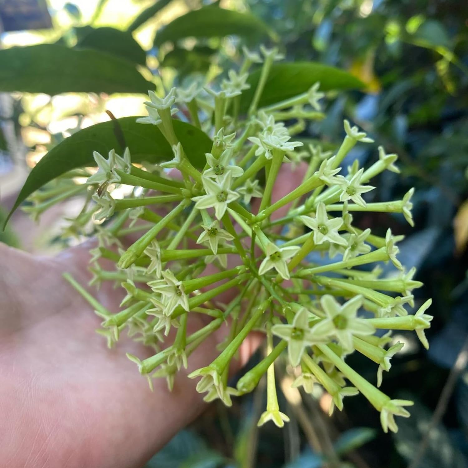 2 Night Blooming Jasmine Live Plants, 4-8'' Tall Fragrant Jasmine Flowers Plant Vine for Planting, White Flowering Starter Plant for Garden or Containers, Well Rooted to Grow