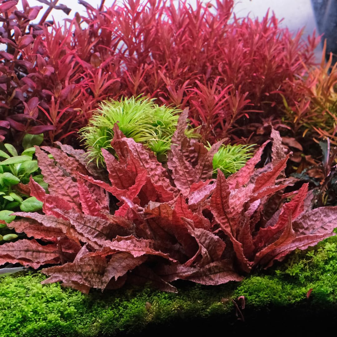 Cryptocoryne Wendtii Red Live Aquarium Pond Aquatic Plant, Live Freshwater Aquarium Plants