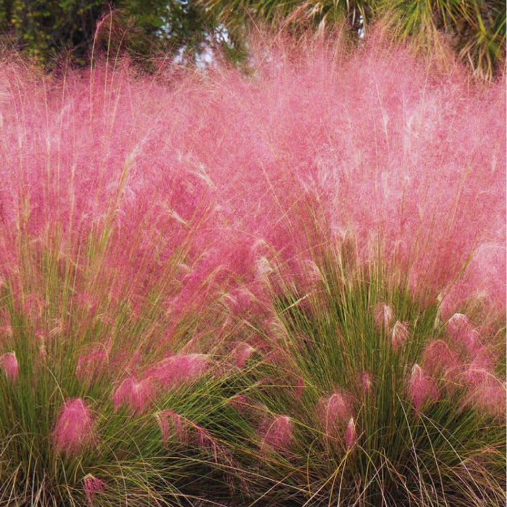 3 Pink Muhly Grass Plants Live, Ornamental Grass Live Plant for Growing, 5 to 7 Inches Tall Live Plant, Easy to Plant