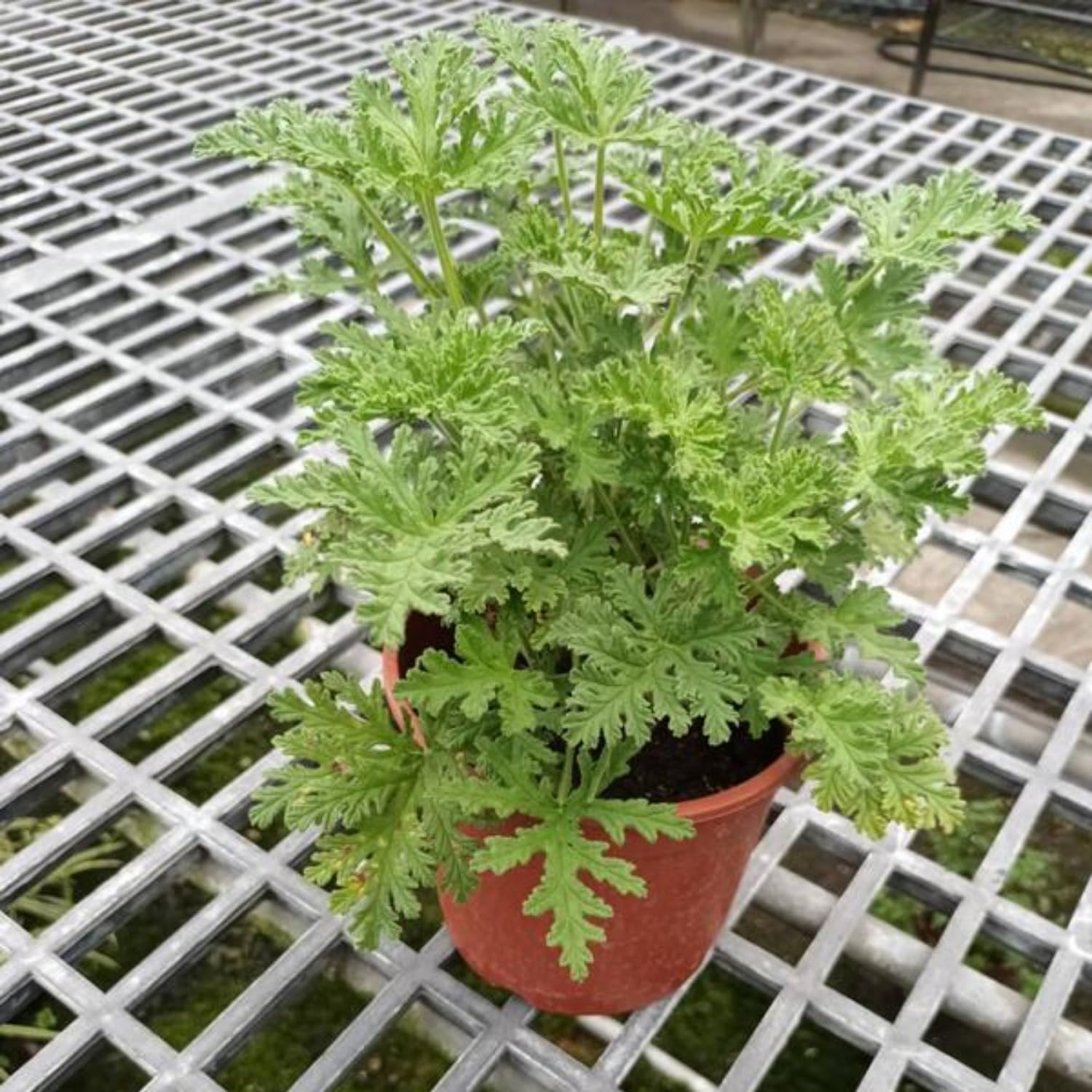 Citronella Plants Live, 5 to 8 Inc Tall, Live Citronella Plants Herb Plant Outdoor Growing