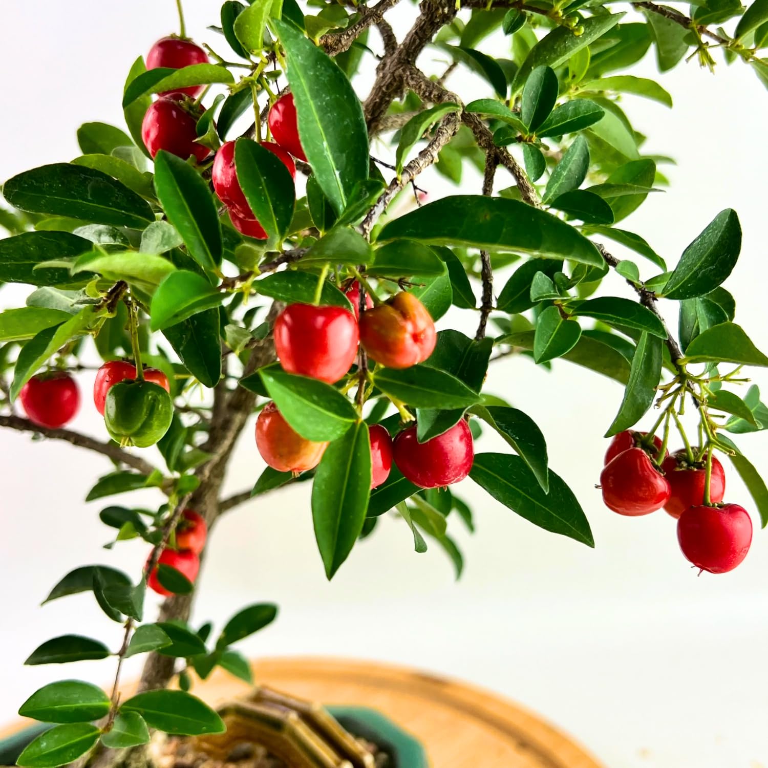 Barbados Cherry Plant, 4-8 Inch Tall, Acerola Cherry Seedling, Ready to Grow, No Pot