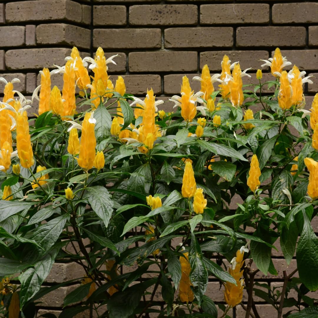 Set of 2 Live Shrimp Plants, Perennial Shrimp Plant, Vibrant Flowers, 4-8 Inches Tall, Well-Rooted for Planting (Yellow Shrimp)