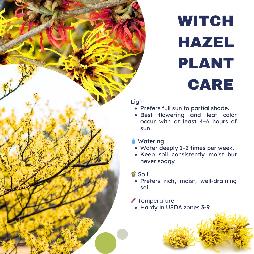 Witch Hazel Live Plant, 12 Inches Tall, Hardy Flowering Shrub for Outdoor Planting, Fragrant Winter Blooms