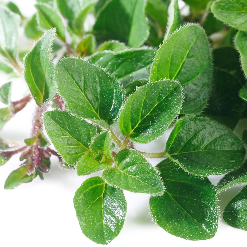 Set 2 of Cuban Oregano Plants Live Well Rooted 4 to 6 Inc Long