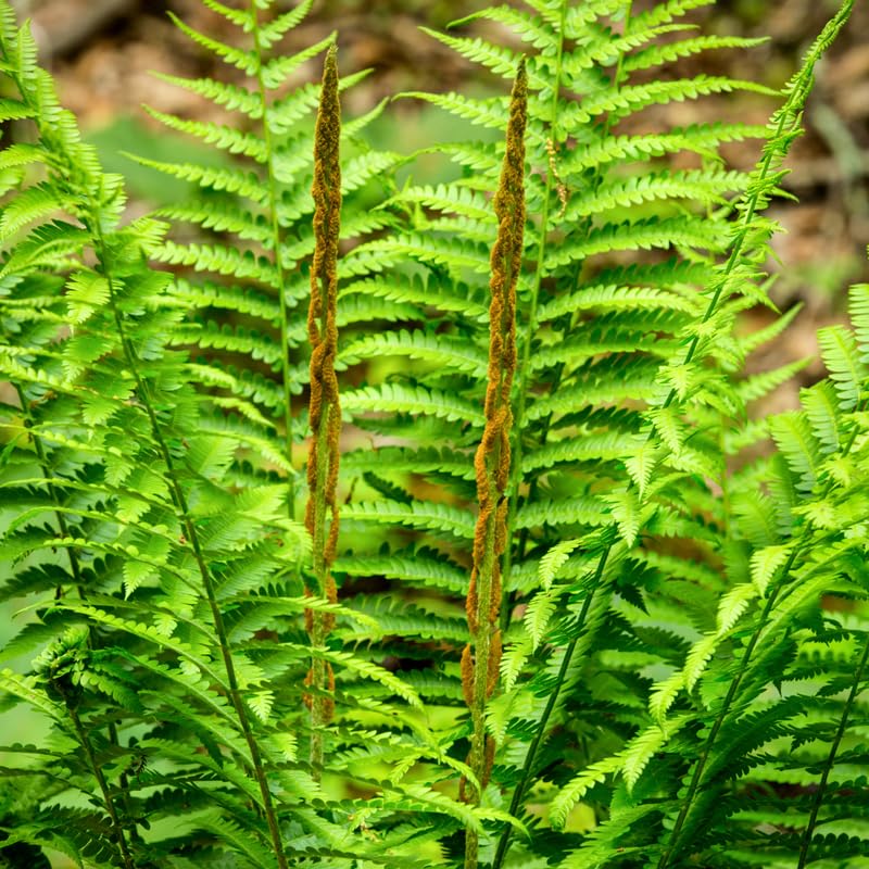 5 Cinnamon Ferns Live Plants Rhizomes, Ferns Live Plants Outdoors Indoors, Pack 5 Bare Roots