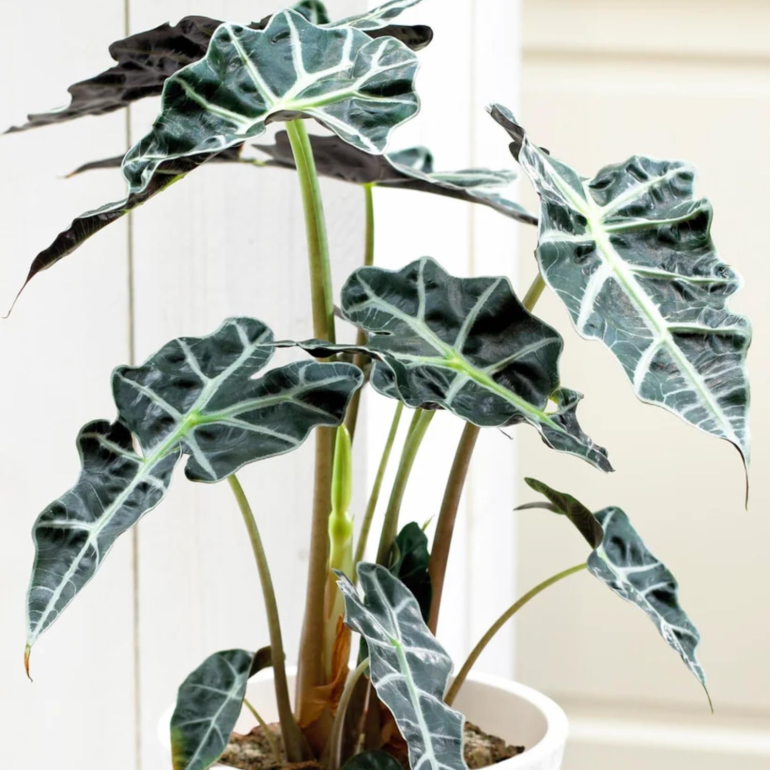 Black Green Alocasia Live Plant, Alocasia Houseplant Indoor Home Garden, Rare Alocasia Plant, No Pot