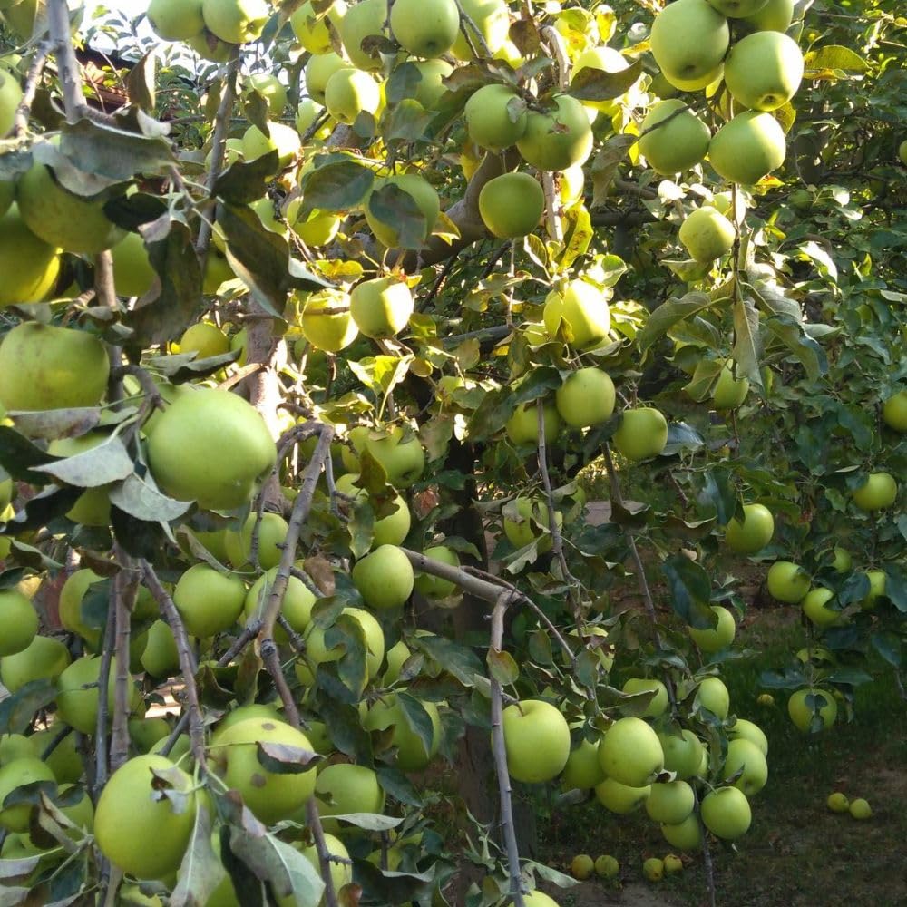 Green Jujube Tree Live Plant 1 to 2 Feet Tall, Jujube Plant 3 Gallon Pot, Green Apples Trees for Planting, No Ship to CA