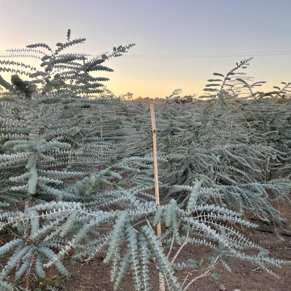 2 Baby Blue Eucalyptus Live Plants, Fragrant Eucalyptus Tree, Outdoor Garden Growing 3-6 Inches