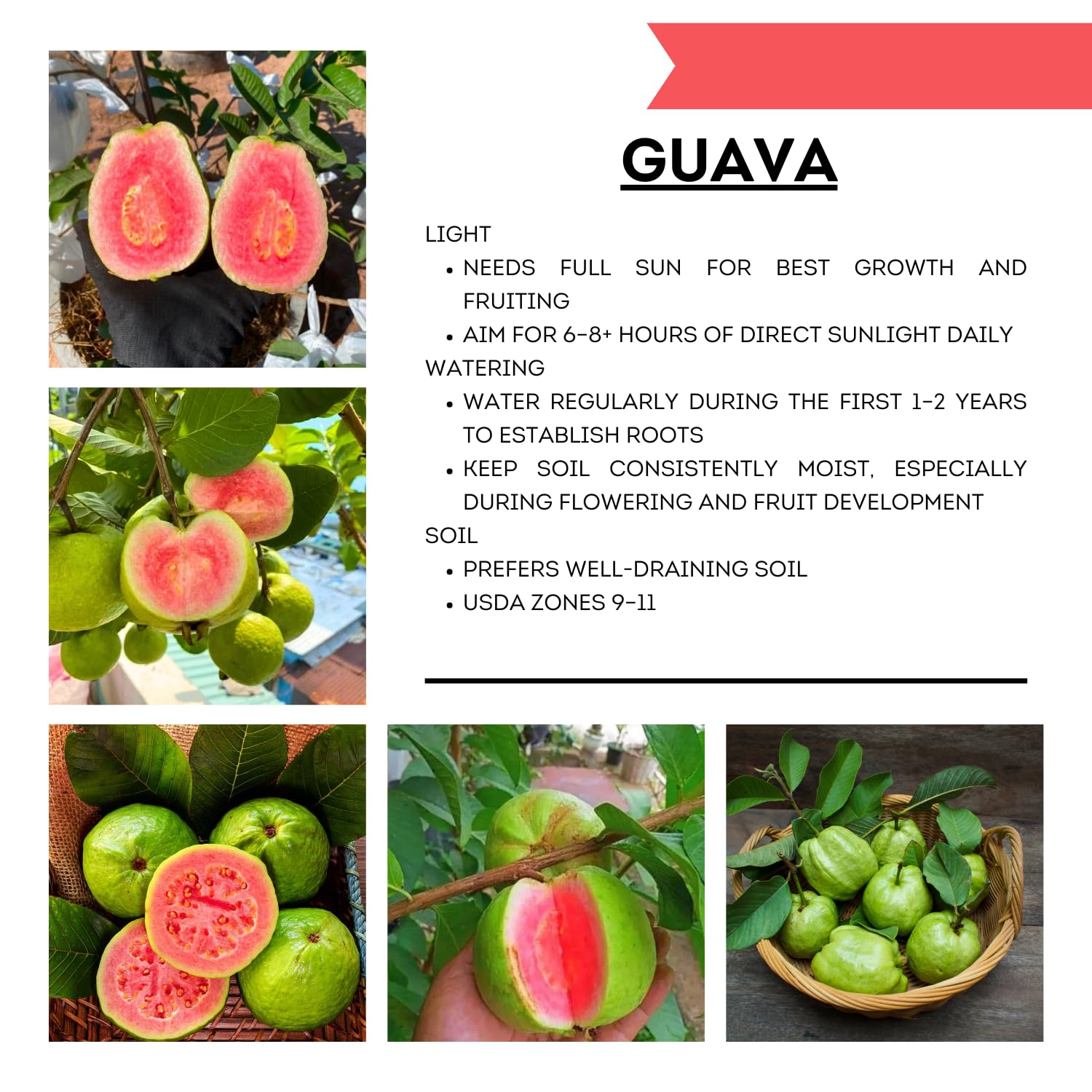 Ruby Guava Tree Live Plant, 4 Feet Tall, Grafted Guava Live Tropical Fruit Tree, Potted Plant