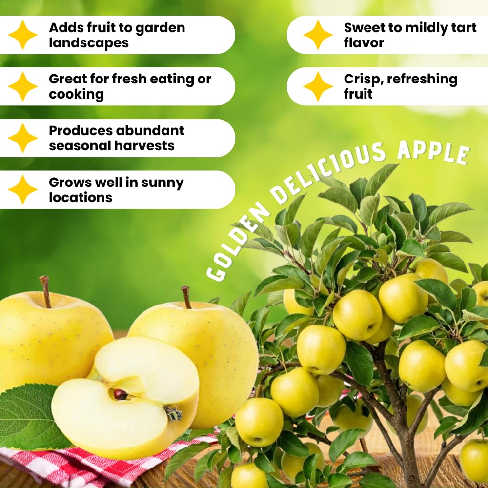 Apple Plant Live, Sweet Apple Plant in 3 Gal, 3-4 Feet Tall, Apple Fruit Tree Outdoor Garden, No Ship to CA (Golden Delicious Apple)