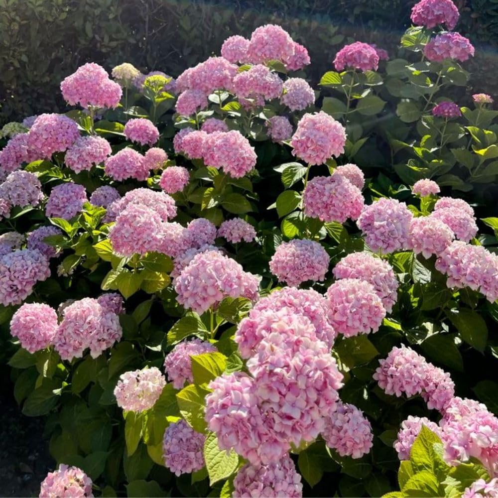Pink Hydrangea Live Plant 1–1.5 ft Tall, Hydrangea Bush Plant, Outdoor Flowering Shrub, Garden Landscaping Plant, Hardy Perennial with Vibrant Pink Blooms, Bare Root