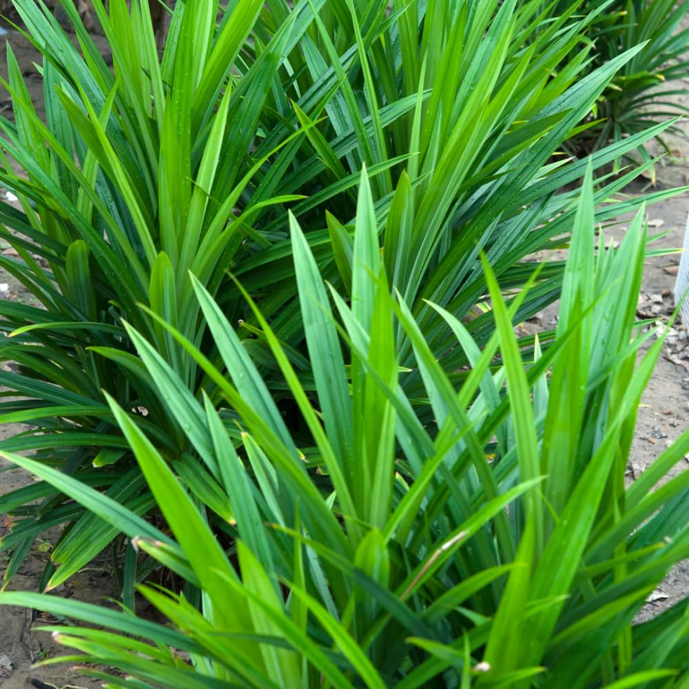 2 Pandan Plants, Live Pandan Well Rooted, Indoor Outdoor Growing 5 Inches Tall