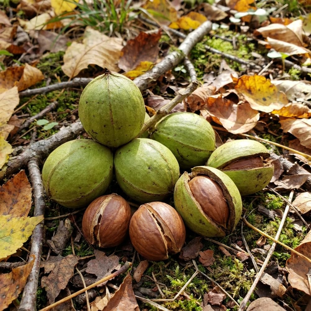 Hickory Tree Live Plant, Hickory Live Plant 1 to 2 Feet Tall in Pot, Sweet Nut Tree, Hardy Outdoor Garden