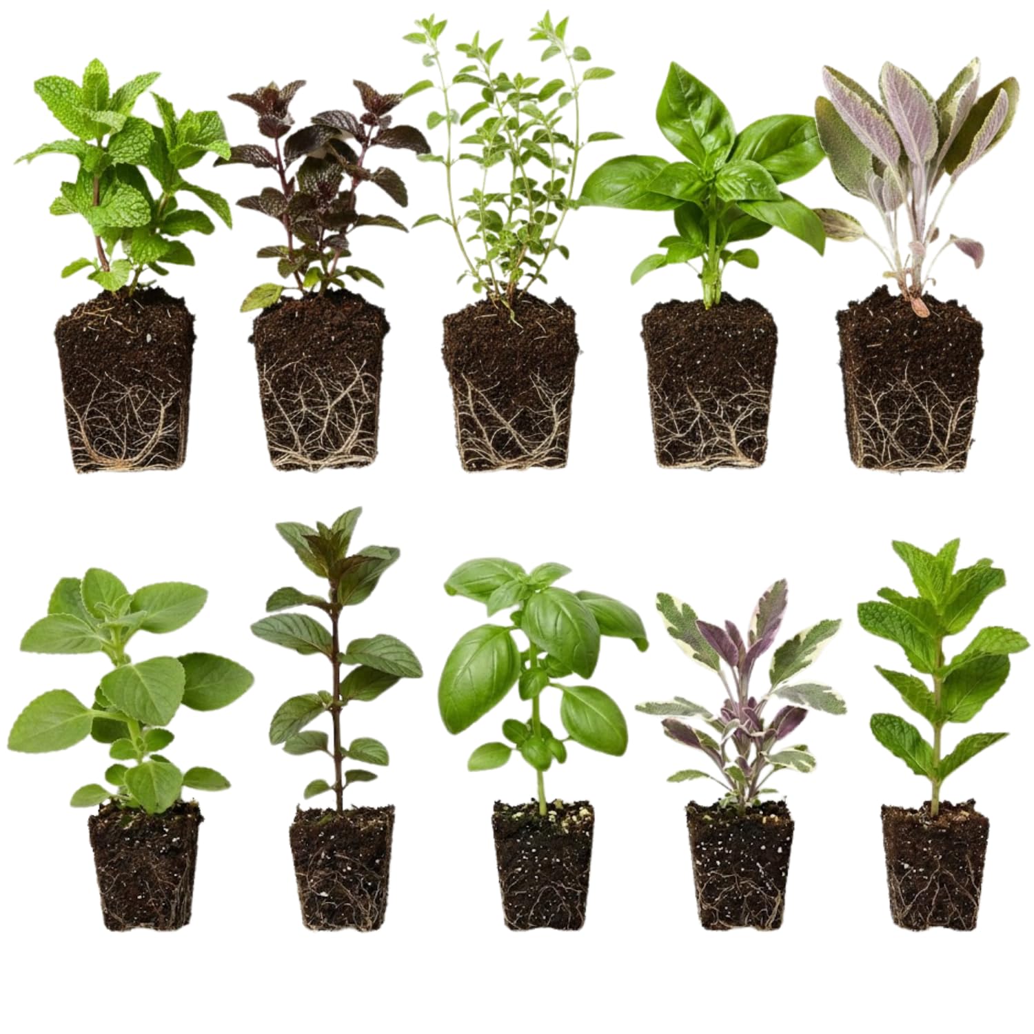Pack 4 Mix Herb Live Plants, 4-8" Tall Fragrant Lemon Balm, Rosemary, Basil, Oregano and More Varieties Plants Herbs for Garden, Patio and Kitchen Growing, No Pot, Live Herbs Seedlings
