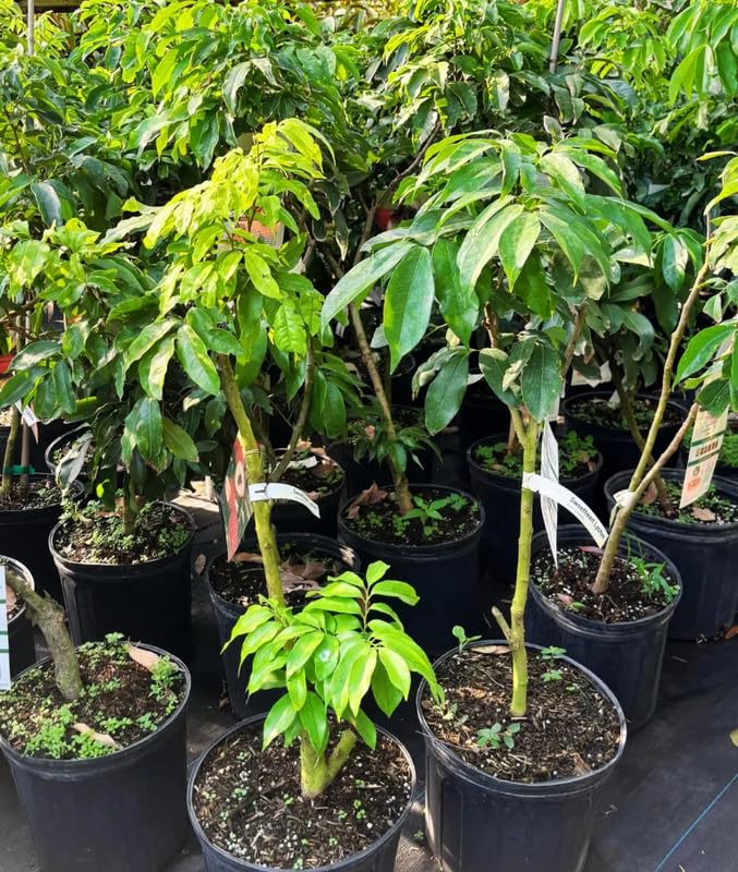 Sweetheart Lychee Live Plant, Lychee Tree Airlayered for Planting Outdoor in 3 Gallon Pot, No Shipping to CA