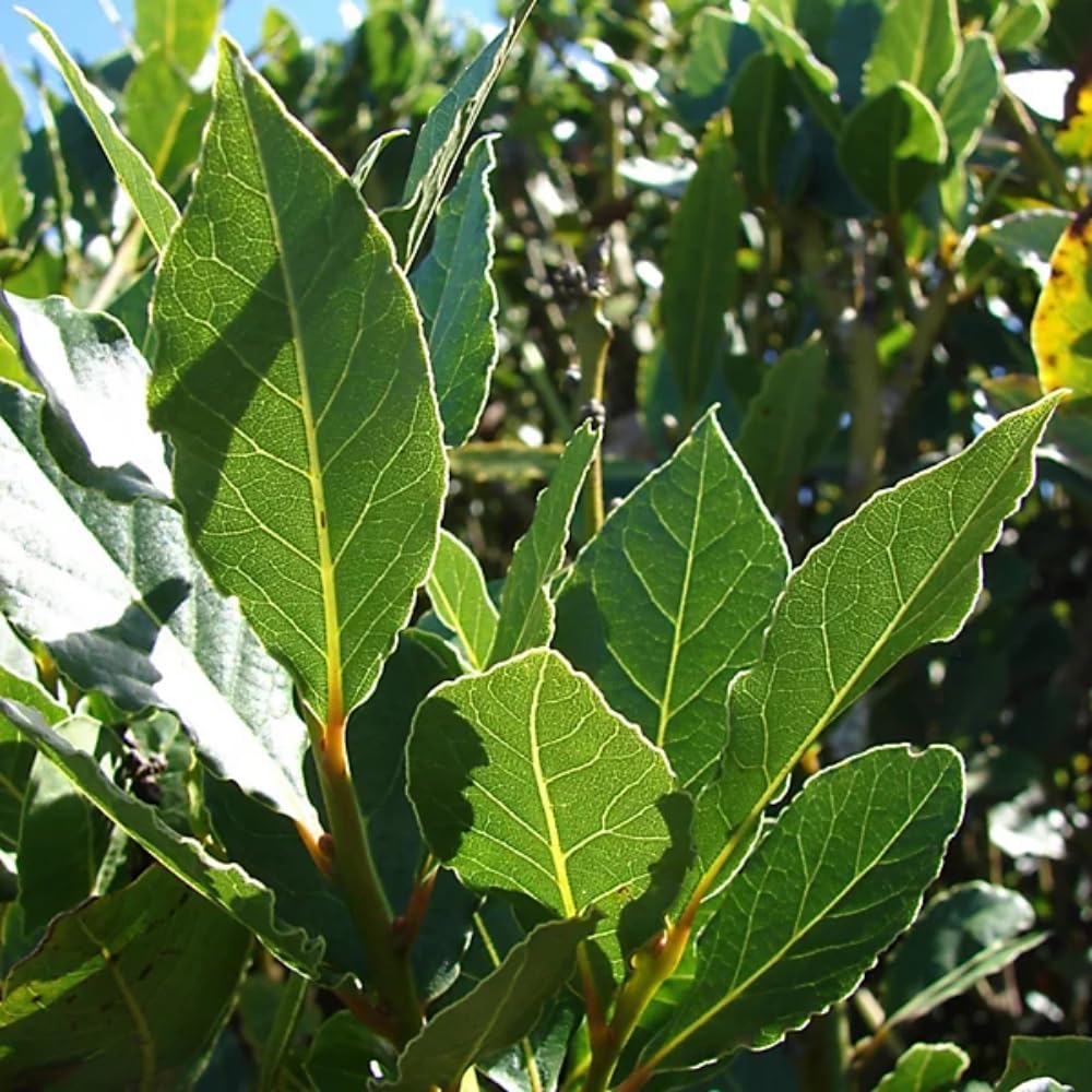 Bay Leaf Plant Live, 4-8" Tall, Laurus Nobilis Herb Plant, Fragrant Bay Laurel Tree for Outdoor Planting