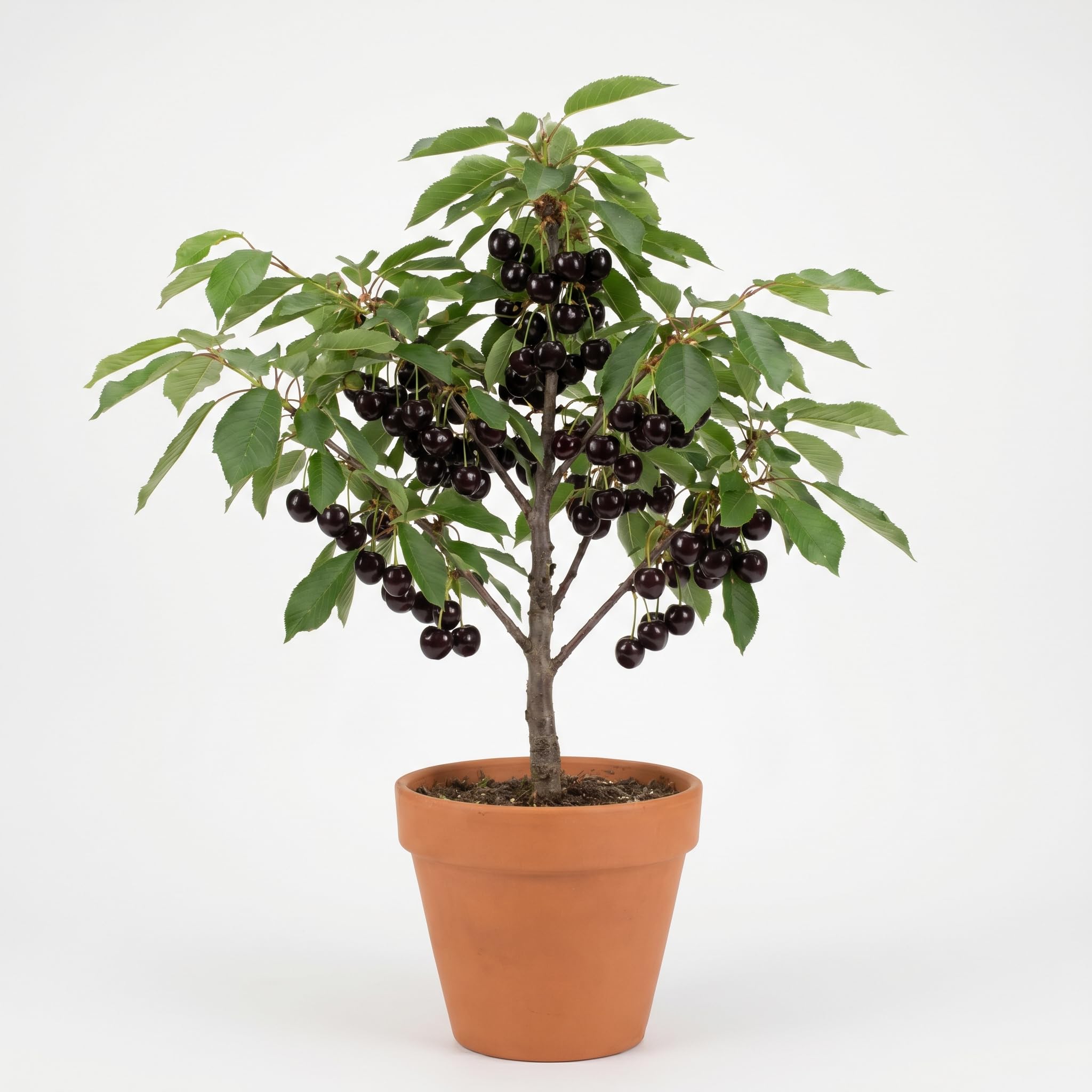 Black Cherry Tree 1-2 Feet, Sweet Cherry Plant Live, Hardy Fruit Trees for Containers or Landscape Planting, Bare Roots
