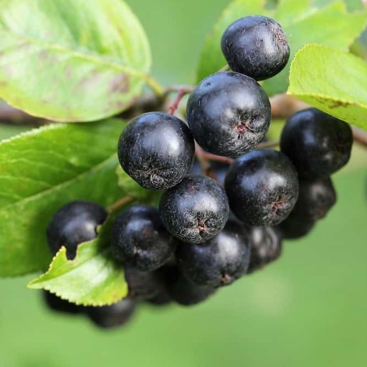 Aronia Chokeberry Plant Live 6-12 Inch Tall