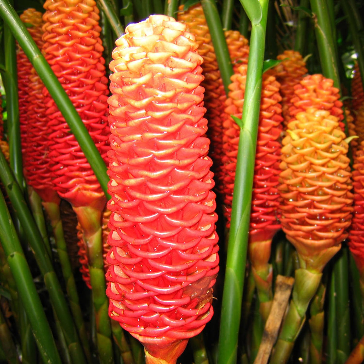 3 Awapuhi Shampoo Ginger Roots, Zingiber Zerumbet Pinecone Ginger Rhizomes, 1 Year Old, Cold Hardy Pinecone Lily Ginger Flowers