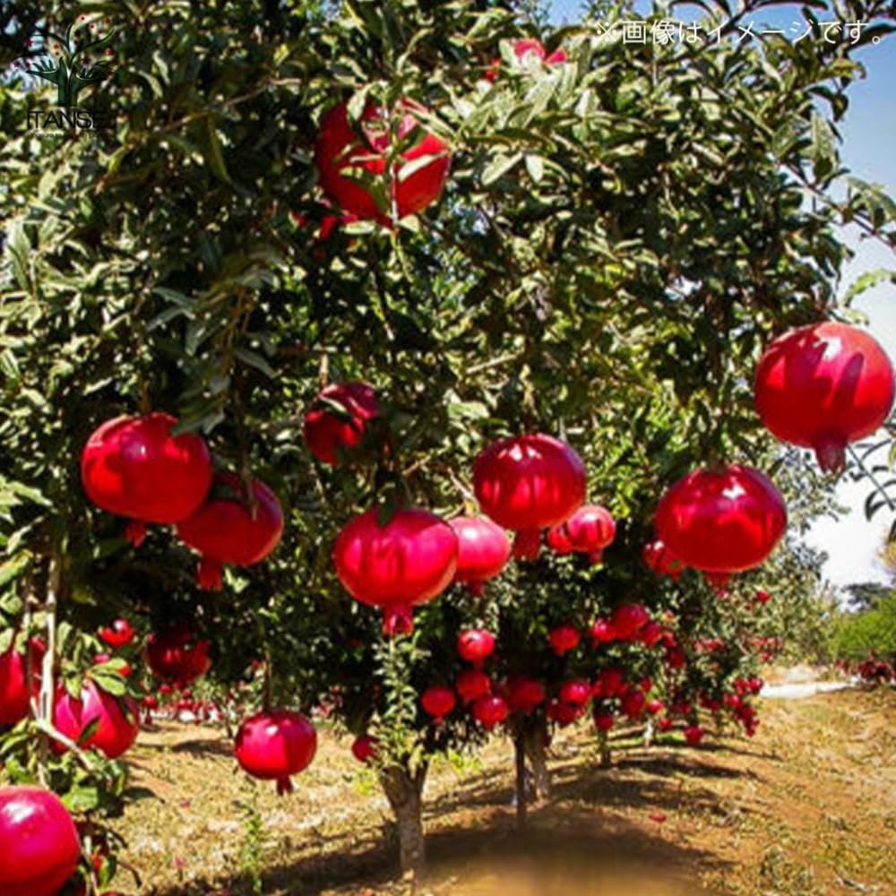 Pomegranate Tree Live Plant Hardy Pomegranate Plant Live Gardening, 3 Gallon Pot, No Ship to CA