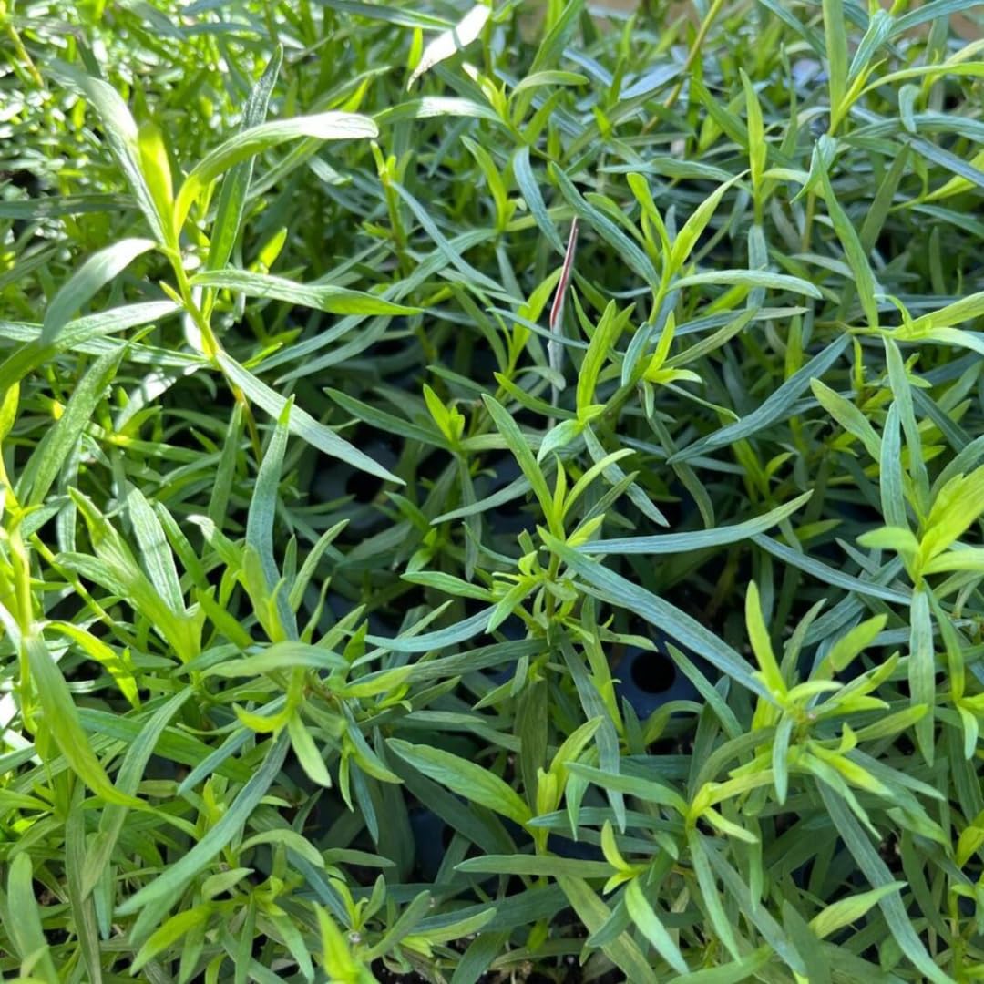Pack 2 Tarragon Plants Live, Tarragon Herb Well Rooted 4 to 5 Inch, Tarragon Mint for Planting