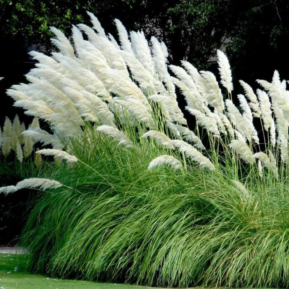 Ornamental Grass Live Plants, 3 White Pampas Grasses Plants Live from 5 to 7 Inches Long, Zone 7 to 11