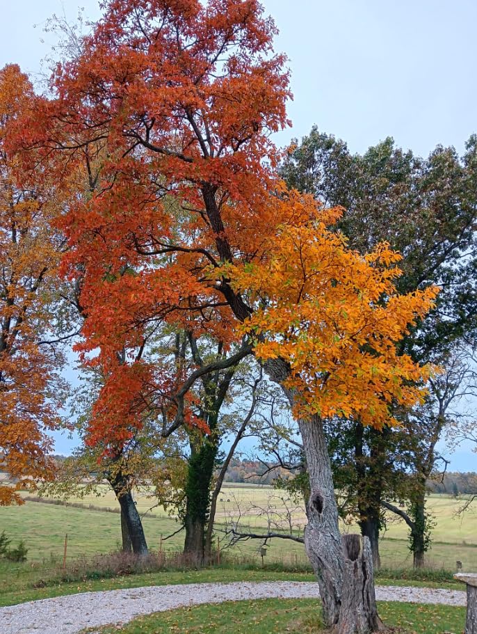Live Sassafras Tree in Quart Pot, Hardy Sassafras Seedlings, Dormant Shade Tree for Landscape or Garden, 6-12 Inches