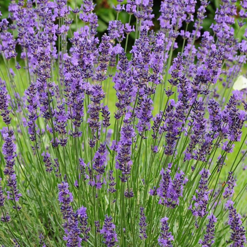Set 2 Mixed Lavender Plants Live, Fragrant Lavender Herb Plant for Border and Container Growing, Perennial Lavenders Plugs 3-5'' Tall