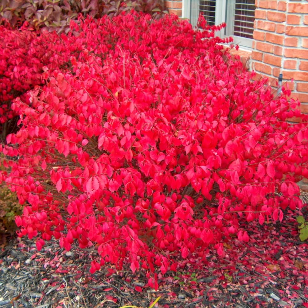 2 Dwarf Burning Bush Rooted Cuttings, 8-12" Tall, Hardy Ornamental Shrub, Red Bush Shrub