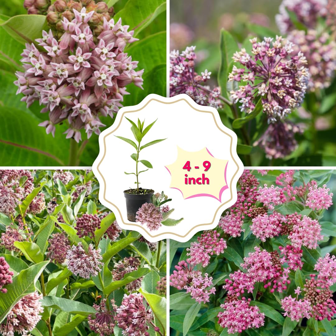 2 Butterfly Milkweed Plants Live, Tropical Milkweed Live Plants, Asclepias Tuberosa Plants, 4-9" Height for Outdoor Planting (Broadleaf Milkweed)