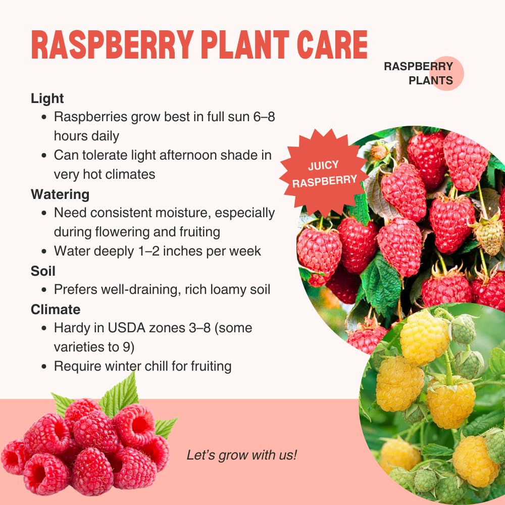 2 Mix Raspberry Plants Live, Sweet Raspberry Bush Shrub to Grow, Well-Rooted 4-8" in Tall, Cold Hardy