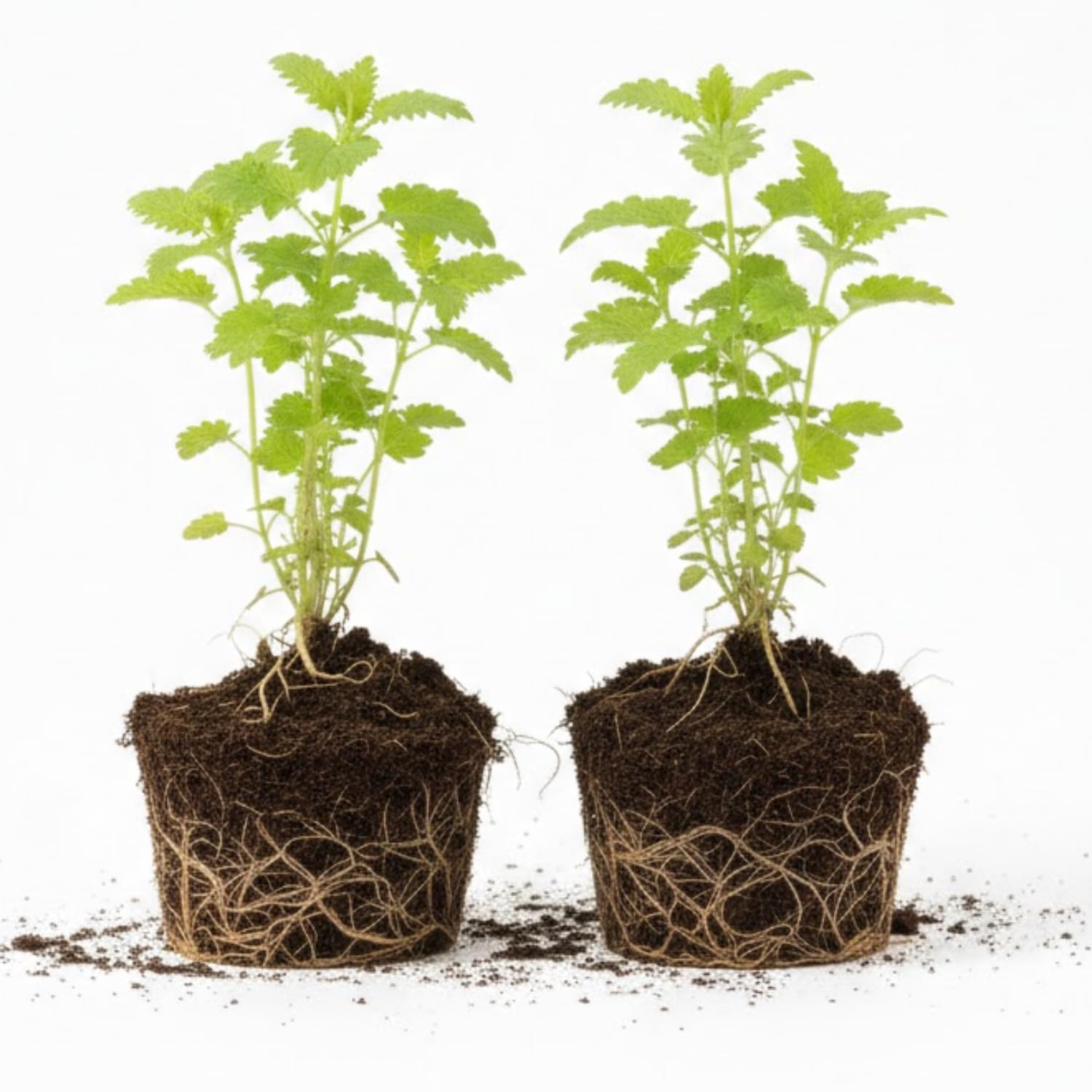 Set 2 Lemon Balm Plants Live for Planting, 4-7" Tall, Lemon Balm Mint Herb Seedling, Well Rooted Starter Plants
