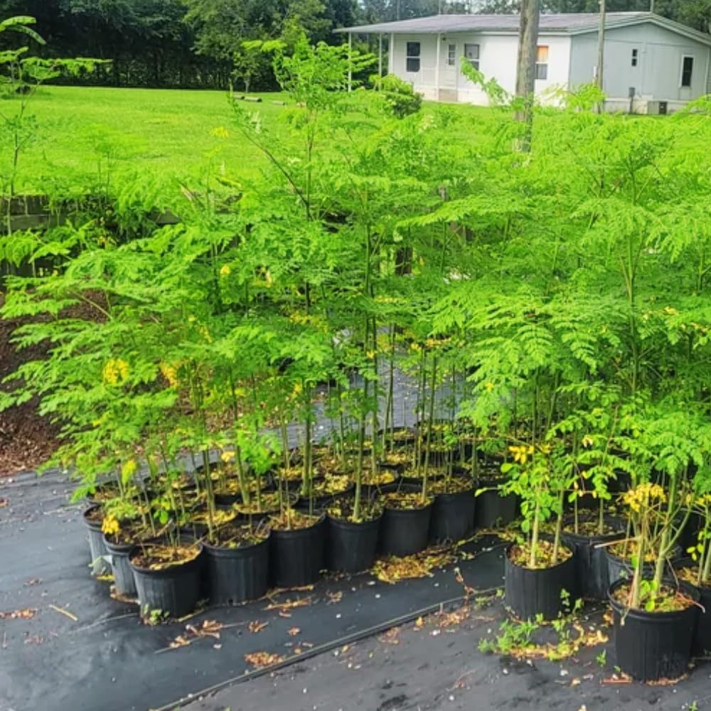 Moringa Tree Plant Live, 1-2 Years Old Moringa Oleifera Plant, Fast Growing Drumstick Tree for Outdoor Planting, 1-2 Feet Tall in 1 Gallon Pot, No Ship to CA