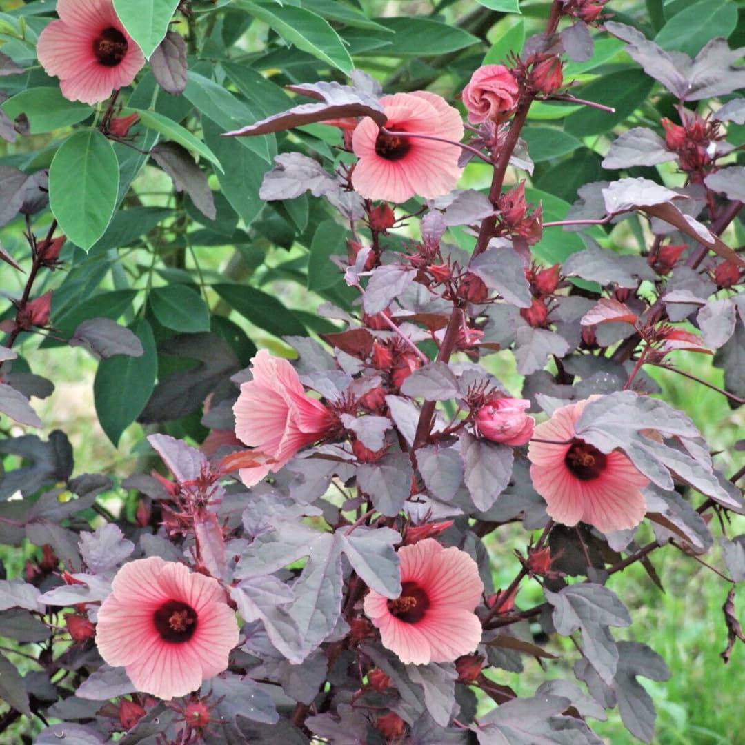 Set of 2 Live Cranberry Hibiscus Plants, Ornamental Hibiscus, 4-8 Inches Tall for Indoor or Outdoor Planting