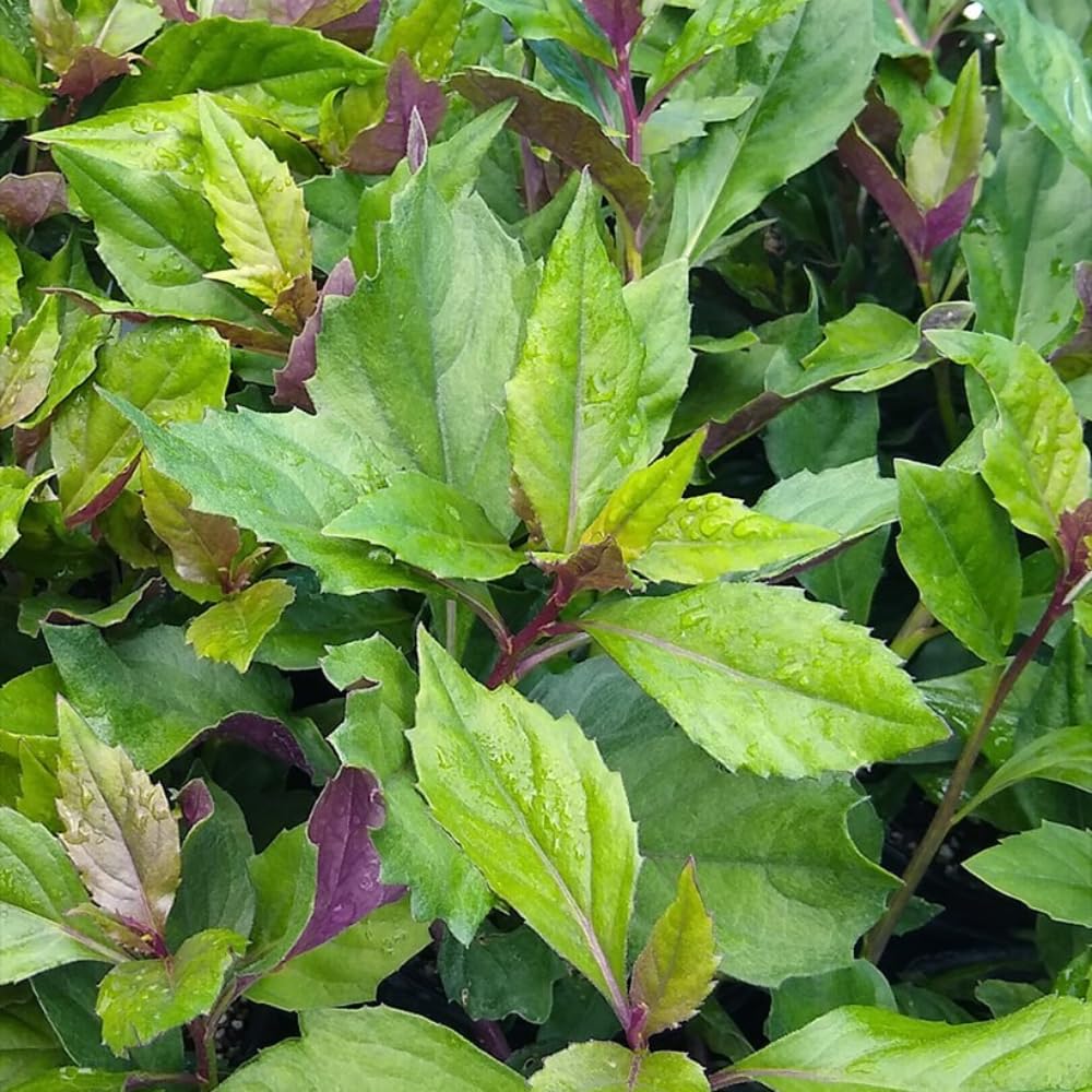 Pack of 3 Longevity Spinach Plants Live, Spinach Herb Plants for Growing, 4-6 Inches Tall