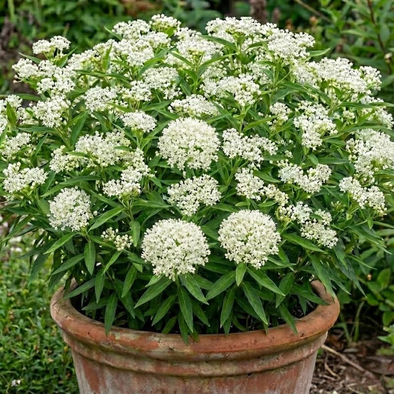 2 White Vining Milkweed Plants Live for Spring Planting, Butterfly Mikweed 4-8" in Tall, Asclepias Tuberosa Plants Bush for Perennial Flowers Outdoor Growing
