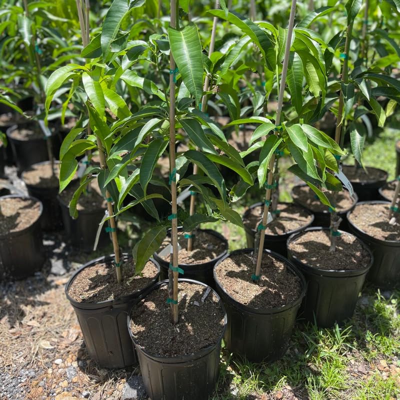 Mango Live Plant, Tropical Mango Fruit Tree Ready to Plant 2 to 3 Feet, Outdoor and Container Growing, No Shipping to CA