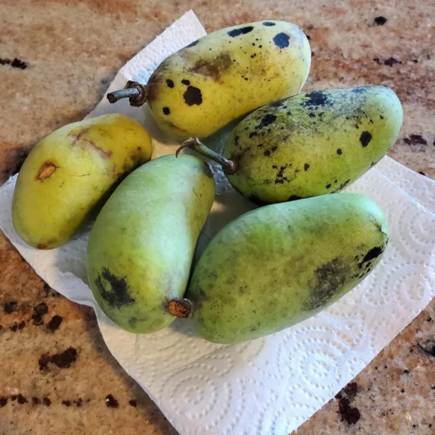 Pawpaw Tree Live Plant Bare Roots, Hardy Paw Paw Plant, 6 to 12 Inc Tall, Paw Paw Live Plant in Quart Potted