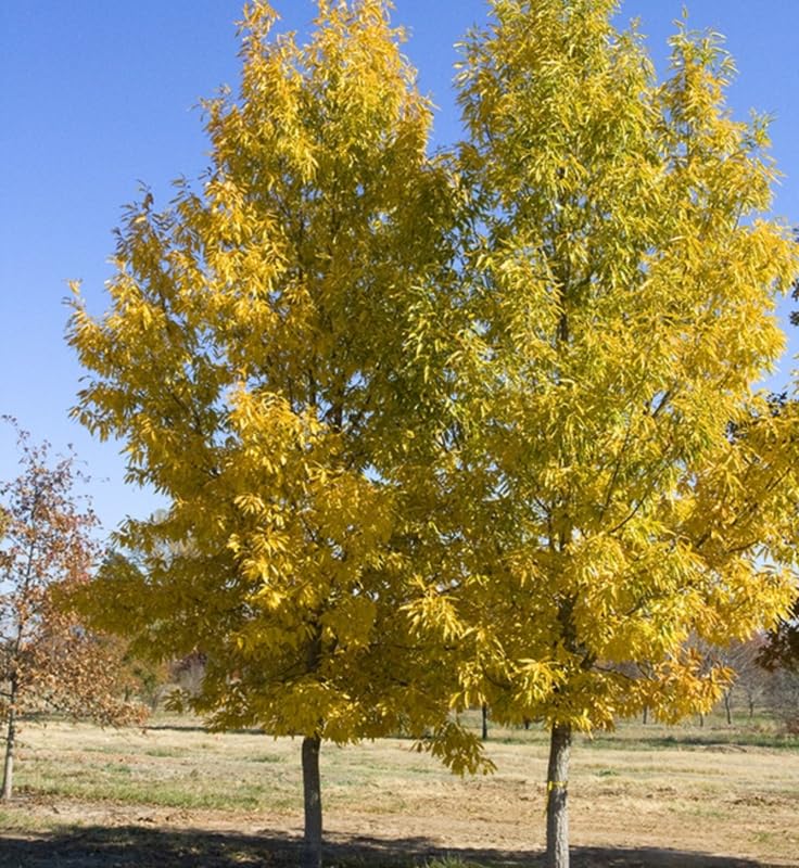 1 Year Old Red Pin Oak Tree Live Plant in 4" Pot, Fast Growing Shades Tree, Well-Rooted Seedling, Dormant in Winter, 6-12 Inches in Tall