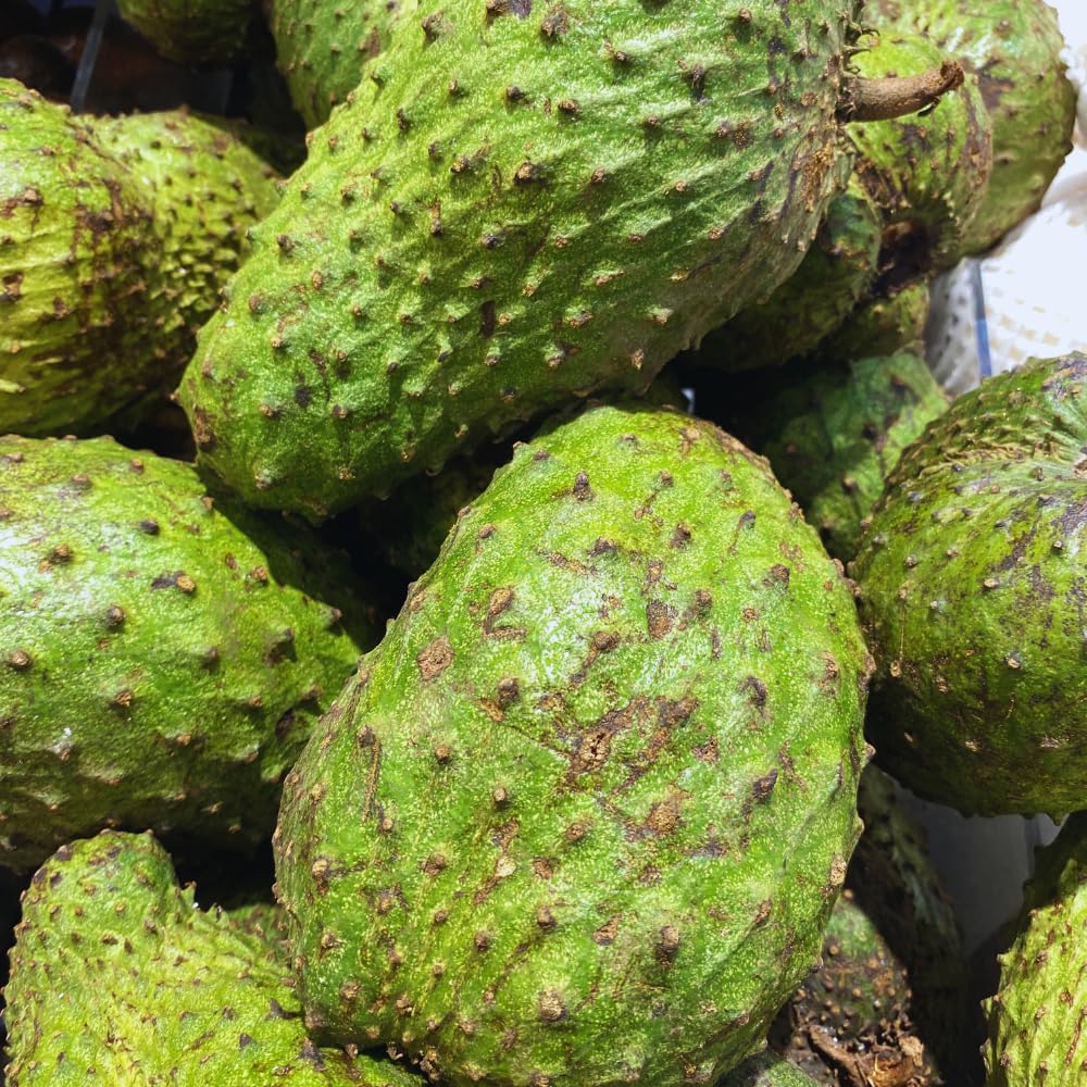 Soursop Tree Live Plant, Annona Muricata Plant, Guanabana Fruit Trees, 2-3 Feet Tall, Sweet Soursop Plant, Easy to Plant, No Ship to CA