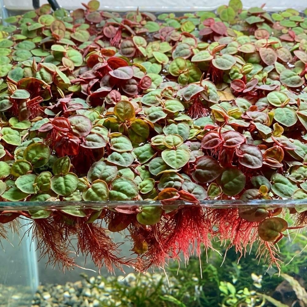 Set 60+ Red Root Floater Aquarium Plant