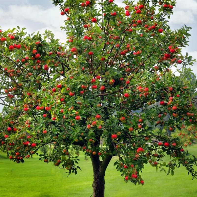 Live Red Delicious Apple Tree 5 Gallon, Apple Fruit Tree 3 Ft Tall for Backyard Orchard Planting Spring
