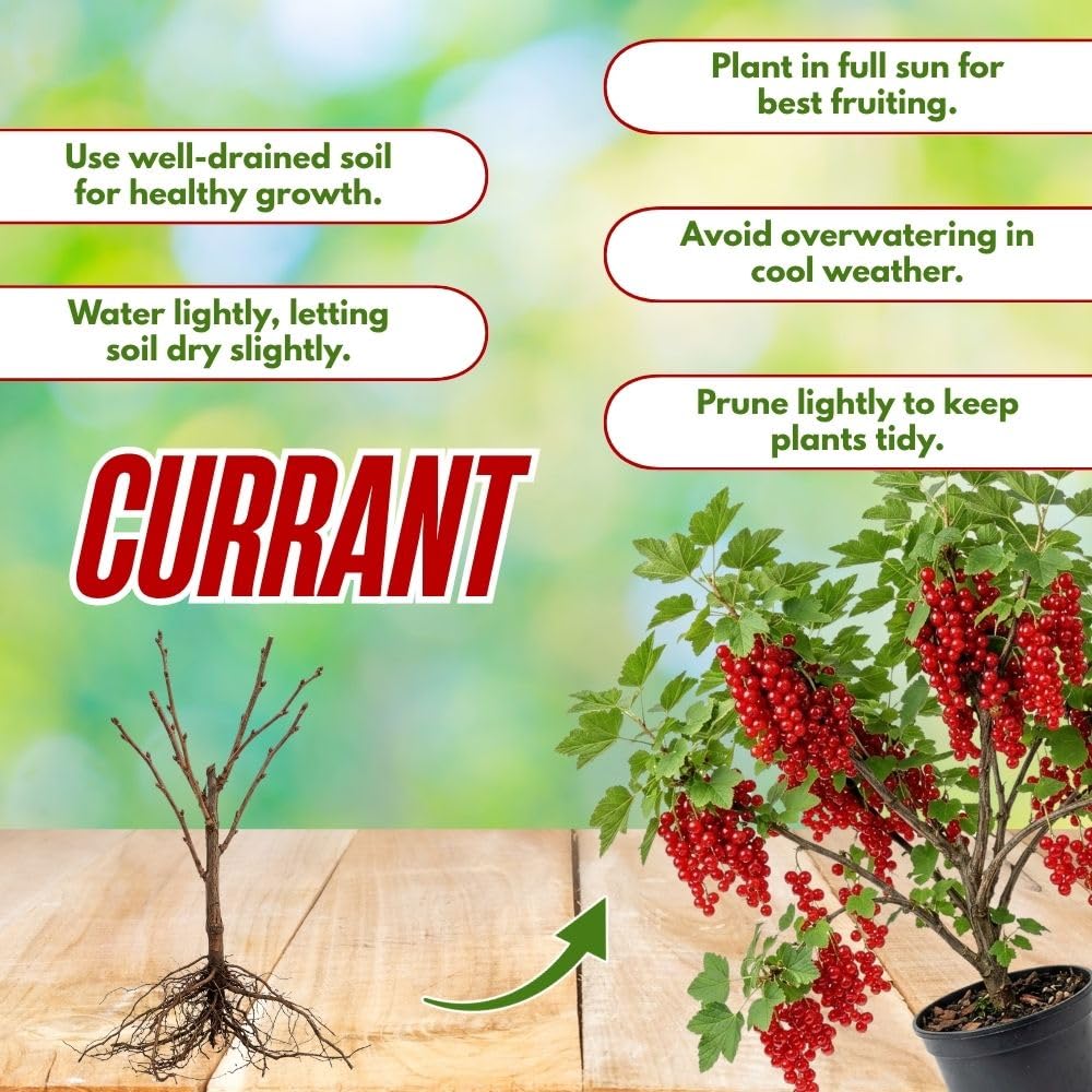 Live Red Currant Plant Bare Root, 6-12 Inches Tall