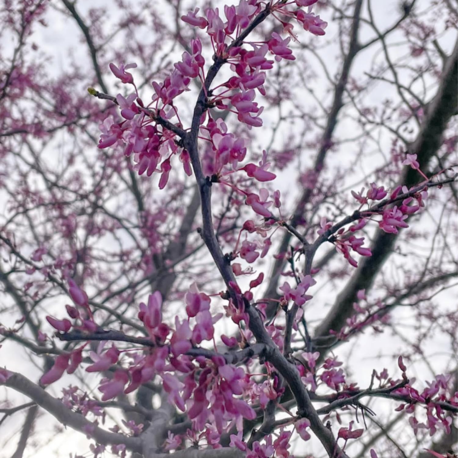 Eastern Redbud Plant Live, Red Bud Tree Live Plant, Pink Lavender Redbud Blooms Color, 1-2 Feet Tall for Outdoor Growing