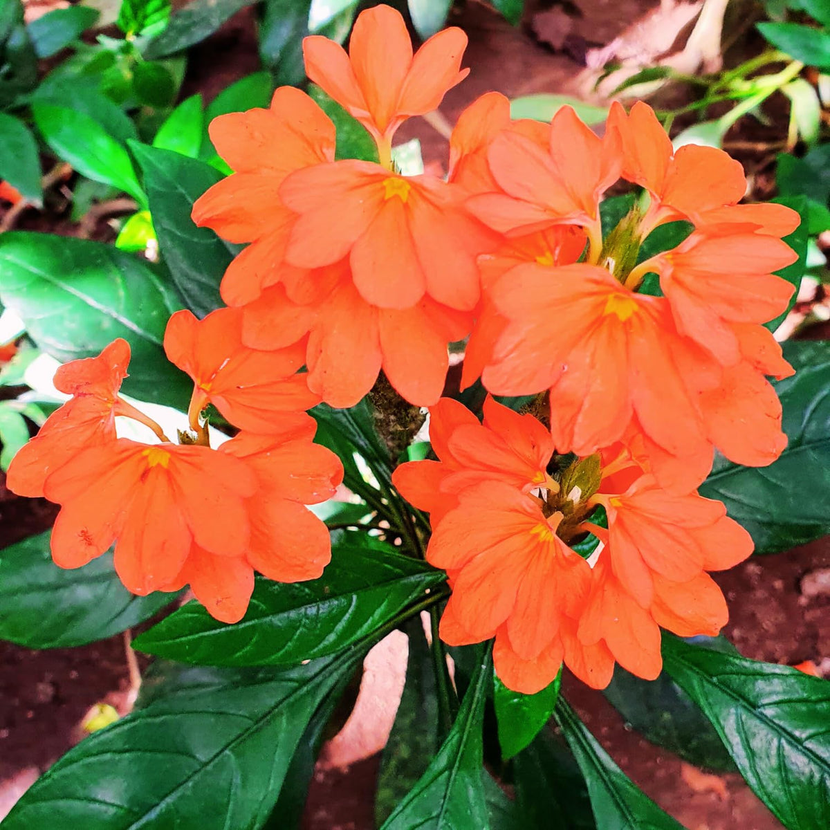 2 Live Peach Crossandra Live Plants, 4-8'' Tall Peach Crossandra Plant Shrub for Planting, Perennial Flowering Starter Plant for Home Garden and Containers, Well Rooted to Grow